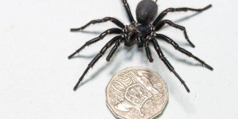 Знайомтеся, Геркулес. В Австралії знайшли величезного павука, укус якого вбиває людину протягом 15 хвилин