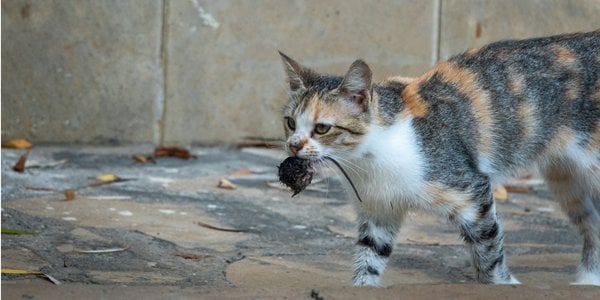 Ідеальні вбивці. Кішки полюють на 2084 різні види тварин — учені