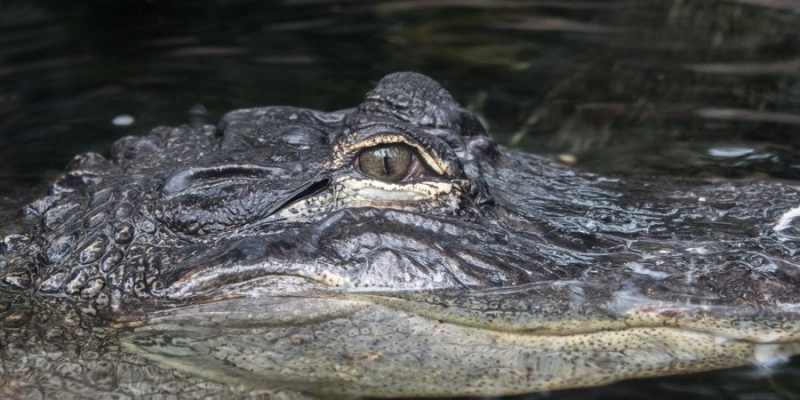 Нетипова поведінка. В Австралії агресивний крокодил застрибнув у рибальський човен