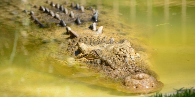 Звичайний день в Австралії. Літній фермер врятував своє життя від крокодила, вкусивши його за око